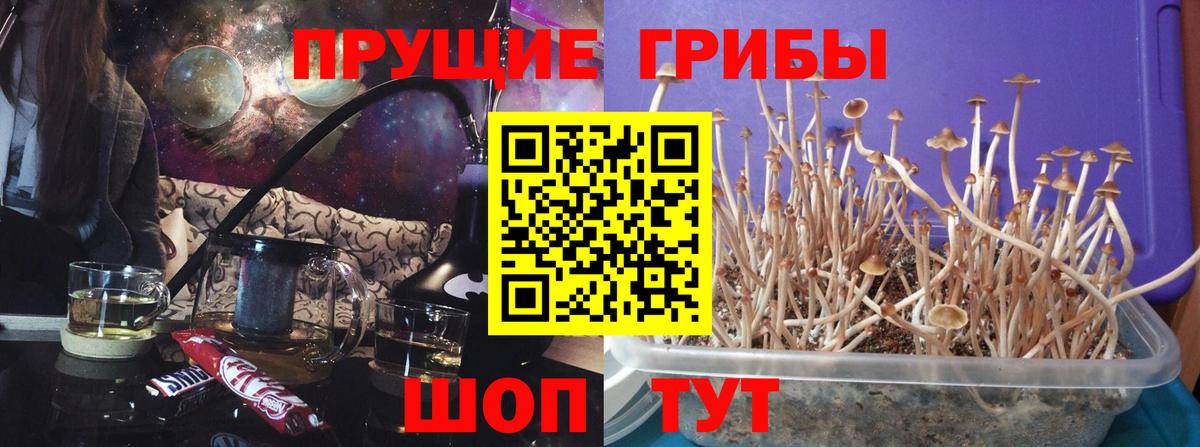 Псилоцибиновые грибы Cubensis Снежинск